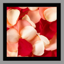 Rose Petal Poster with Black border posters