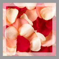 Rose petal poster with translucent border posters