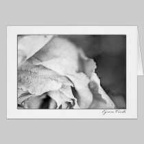 Rose Petals-Black and White cards