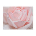 Rose Petals Postcard