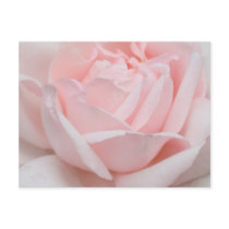 Rose Petals Postcard by Lynn_Ede Rose Petals Postcard