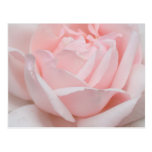 Rose Petals Postcard
