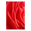 Rose Petals posters by Jockaye Rose Petals posters
