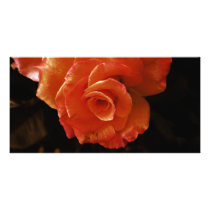 Rose photo cards by dinatemraz Rose photo cards