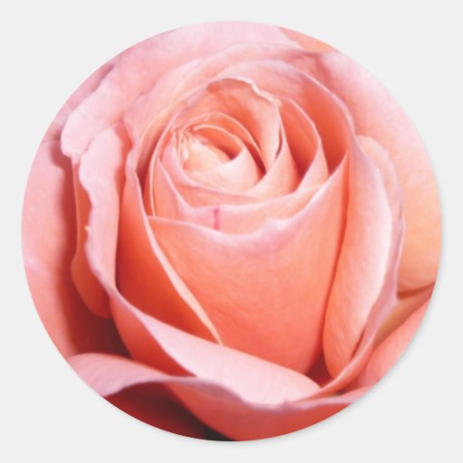 Rose-pink - Stickers
