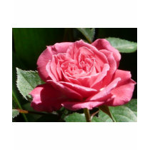 rose,pink t-shirts by pinkypetals rose,pink t-shirts