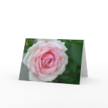 Rose (Pink -> White Gradient) cards