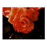 Rose Post Card