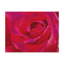 Rose Post Card postcards