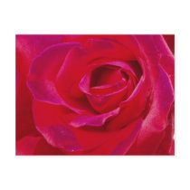 Rose Post Card postcards by emele1 Rose Post Card postcards