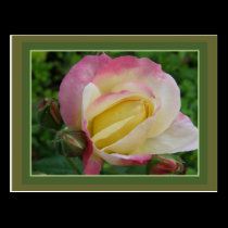 Rose postcards