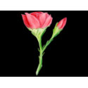Rose stamp