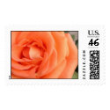 Rose postage by hilory10028 Rose postage
