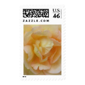 Rose Postage stamp