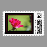 Rose Postage postage