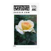 Rose Postage stamp