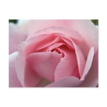 Rose :: Postcard