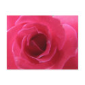 rose postcards by iiiyaaa rose postcards