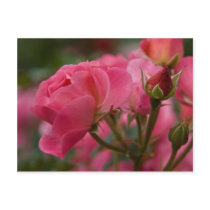 Rose :: Postcard