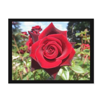 Rose Postcard by rbailey08