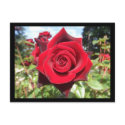 Rose postcards by rbailey08 Rose postcards