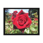 flower, rose, portland, oregon, roses