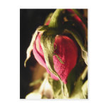 rose post card