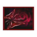 rose postcard by scott316 rose postcard