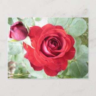 rose postcard postcard