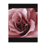 Rose Post Cards