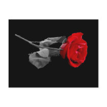 Rose postcards by akiliking Rose postcards