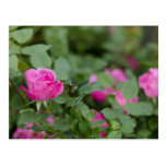 Rose Postcard postcards