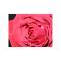 rose posters by Plasmator rose posters