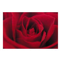 Rose posters by xlcus Rose posters