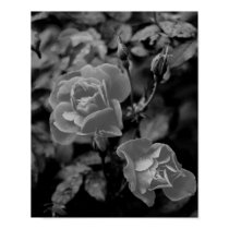 Rose posters