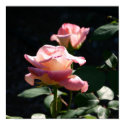 rose posters by jtw7300 rose posters
