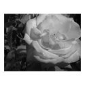 Rose posters by Poker_Face Rose posters