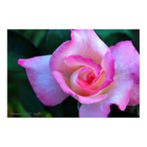 Rose posters by ksimonelli Rose posters