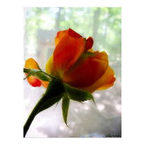 Rose posters