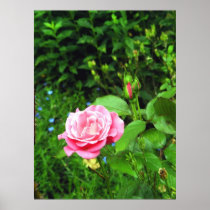 Rose Poster