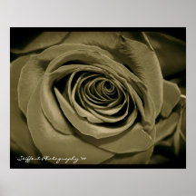 Rose Posters
