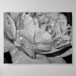 Rose posters