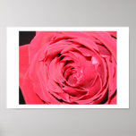 rose posters