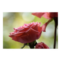 Rose posters