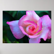 Rose Posters
