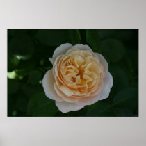 Rose Posters