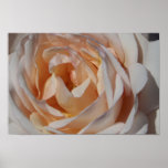 Rose Poster