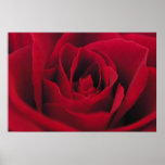 Rose Posters