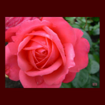 Rose Poster Print Beautiful Flower Art Print posters