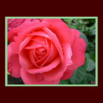 Rose Poster Print Beautiful Flower Art Print posters